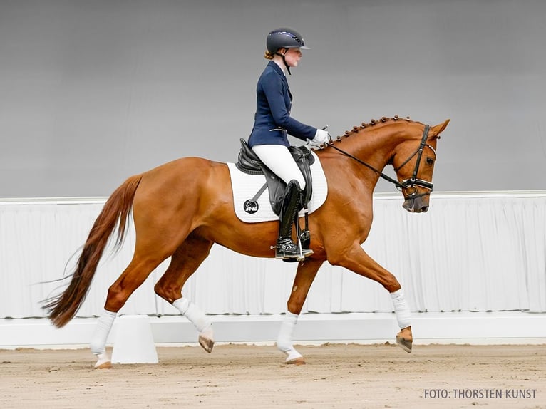 Hannover Castrone 4 Anni 161 cm Sauro in Verden