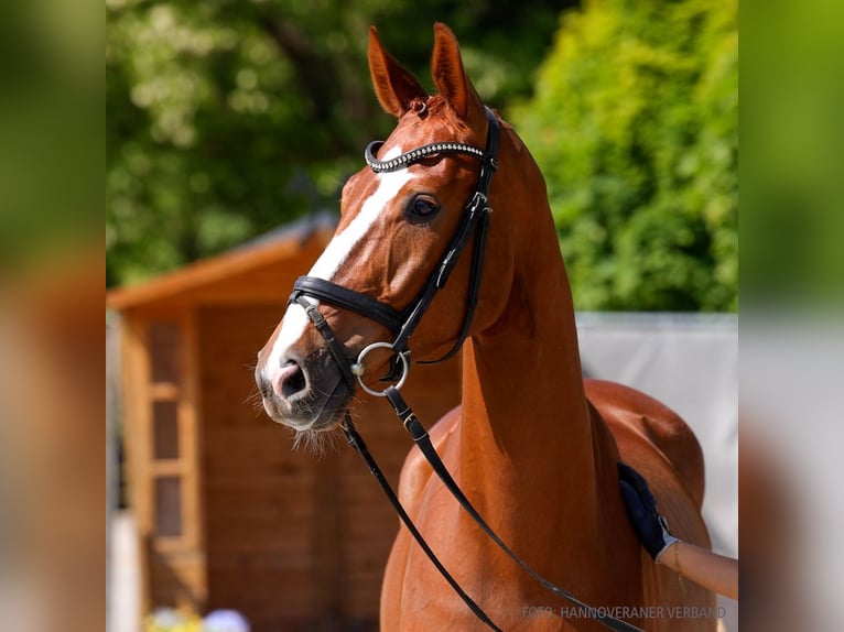 Hannover Castrone 4 Anni 161 cm Sauro in Verden