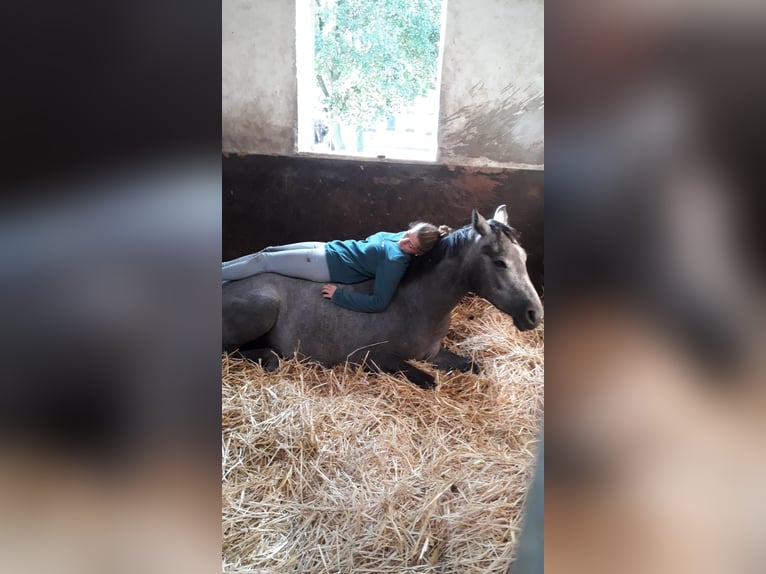 Hannover Castrone 4 Anni 162 cm Grigio in Edingen-Neckarhausen