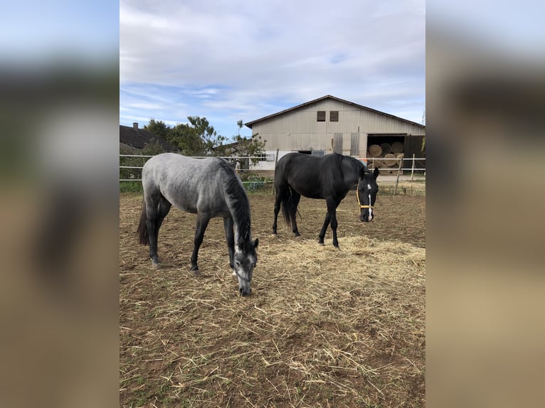 Hannover Castrone 4 Anni 162 cm Grigio in Edingen-Neckarhausen