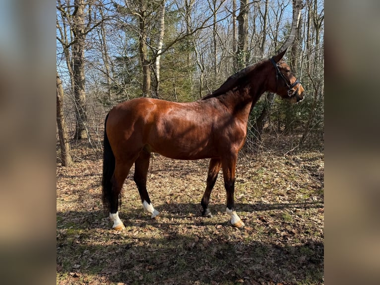 Hannover Castrone 4 Anni 163 cm Baio in Elmlohe