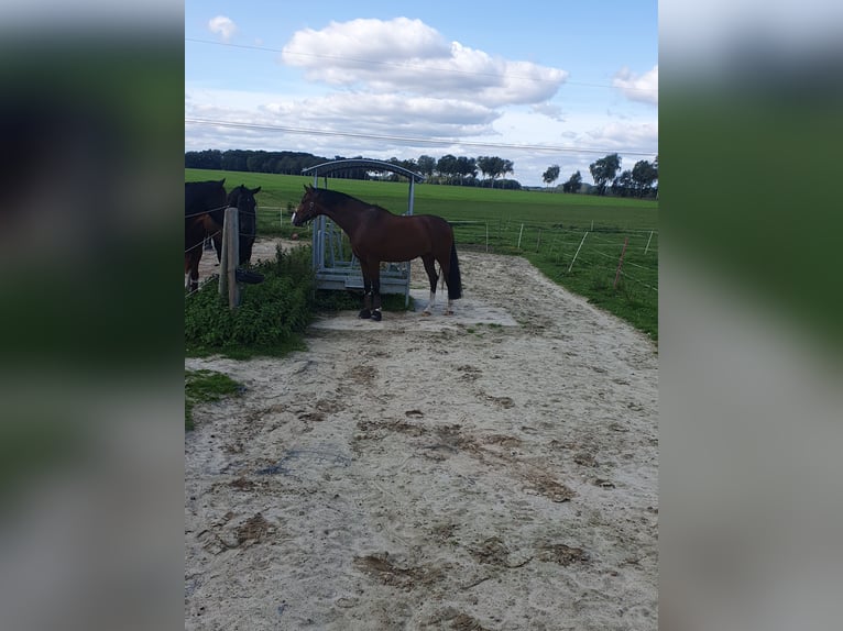 Hannover Castrone 4 Anni 163 cm Baio in Niedersachsen