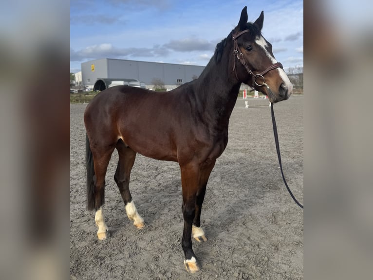 Hannover Castrone 4 Anni 163 cm Baio in Bad Kreuznach