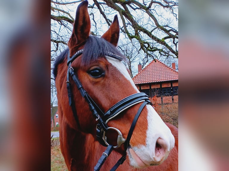 Hannover Castrone 4 Anni 163 cm Baio in Burgdorf