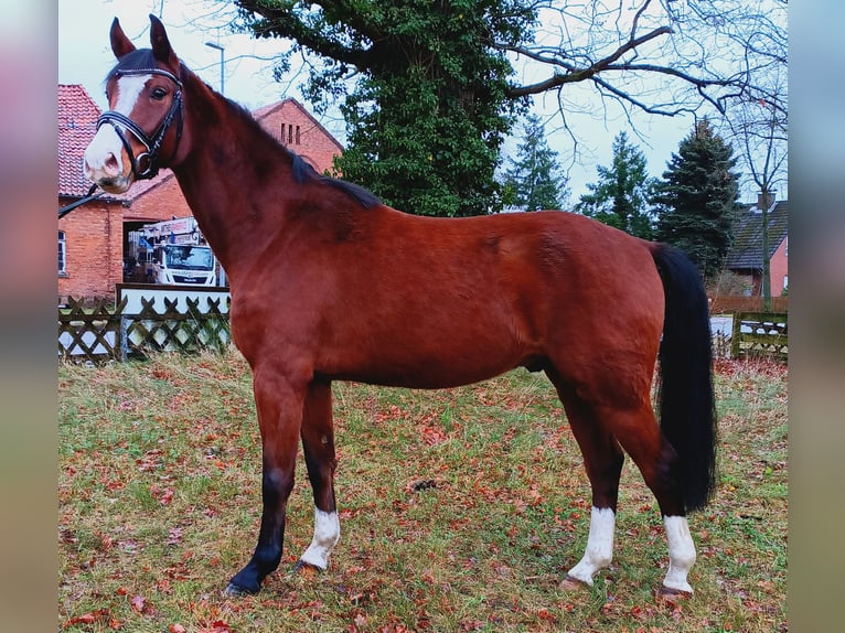 Hannover Castrone 4 Anni 163 cm Baio in Burgdorf