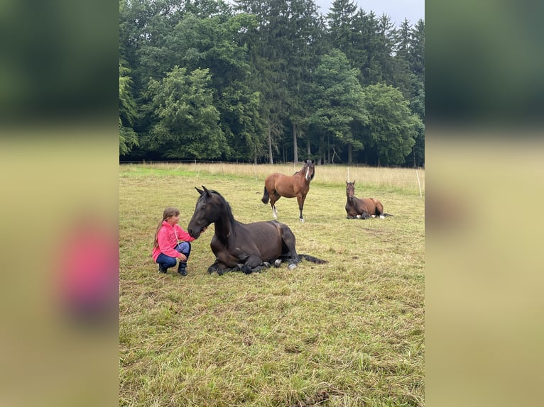 Hannover Castrone 4 Anni 163 cm Baio nero in Ronshausen