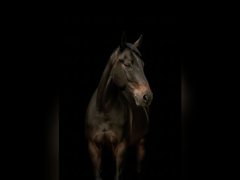 Hannover Castrone 4 Anni 163 cm Baio nero in Ronshausen