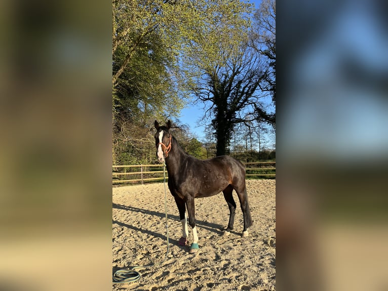 Hannover Castrone 4 Anni 163 cm Baio scuro in Hagen im Bremischen