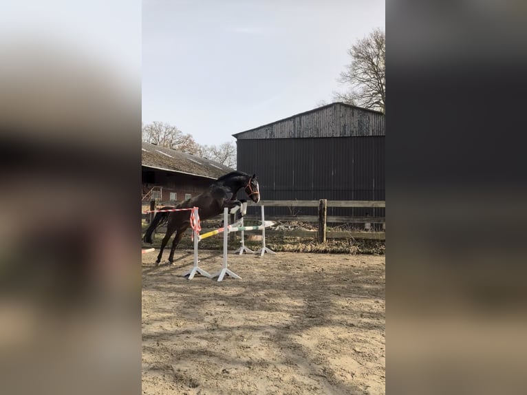 Hannover Castrone 4 Anni 163 cm Baio scuro in Hagen im Bremischen