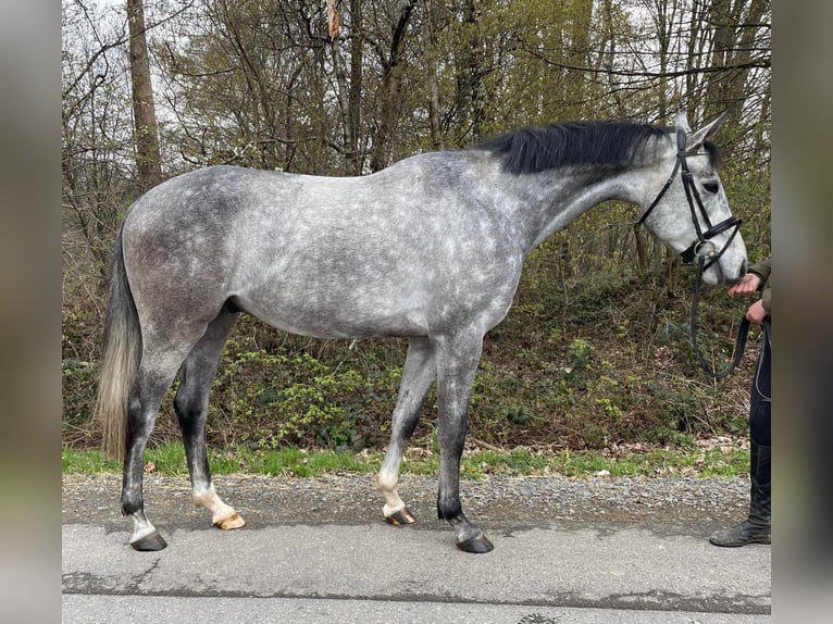 Hannover Castrone 4 Anni 163 cm Grigio in Overath