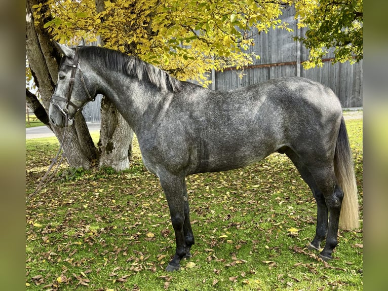 Hannover Castrone 4 Anni 163 cm Grigio pezzato in Eberfing Hannover Castrone 4 Anni 163 cm Grigio pezzato in Eberfing