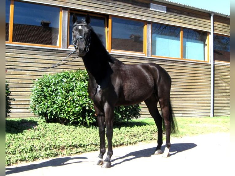 Hannover Castrone 4 Anni 163 cm Morello in Ankum