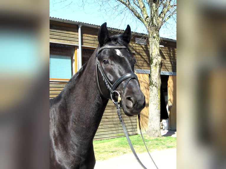 Hannover Castrone 4 Anni 163 cm Morello in Ankum