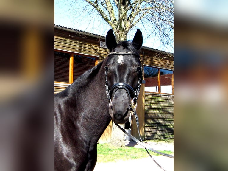 Hannover Castrone 4 Anni 163 cm Morello in Ankum