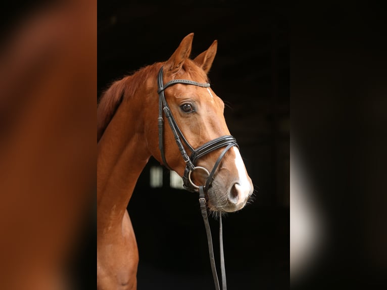 Hannover Castrone 4 Anni 163 cm Sauro in Landesbergen