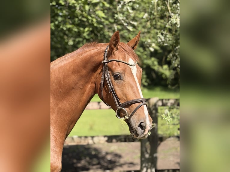 Hannover Castrone 4 Anni 163 cm Sauro in Lilienthal