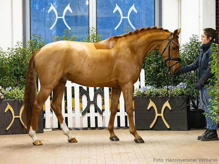 Hannover Castrone 4 Anni 163 cm Sauro scuro in Verden