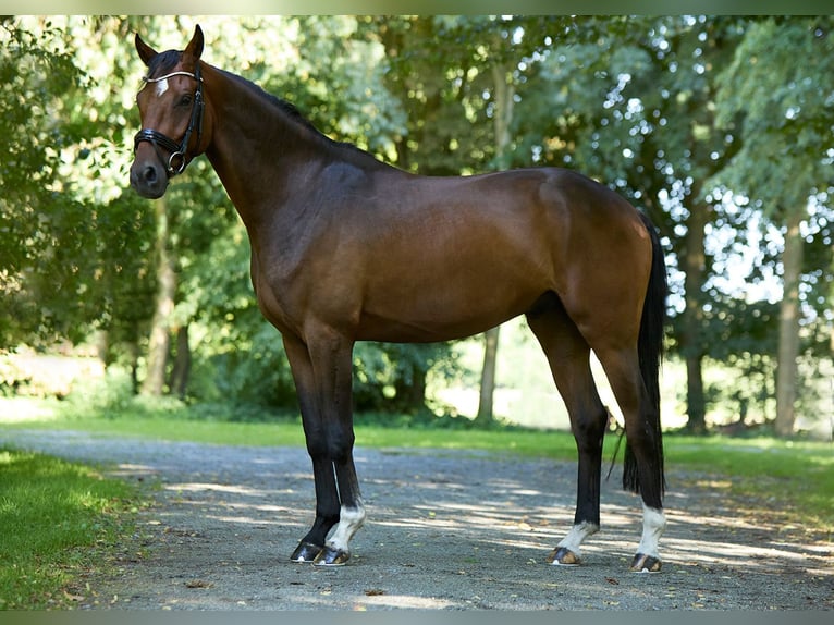 Hannover Castrone 4 Anni 164 cm Baio in Lintig