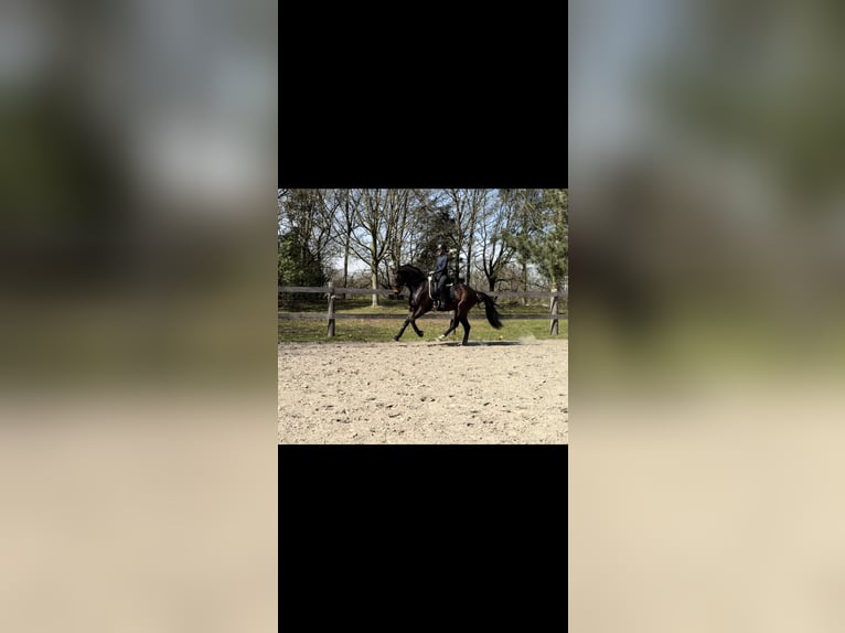 Hannover Castrone 4 Anni 164 cm Baio in Nutteln