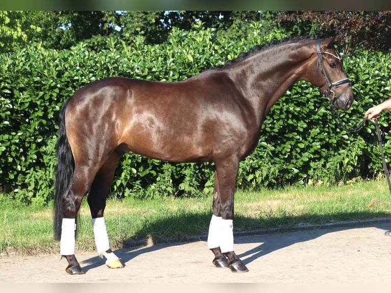 Hannover Castrone 4 Anni 164 cm Baio in Selsingen