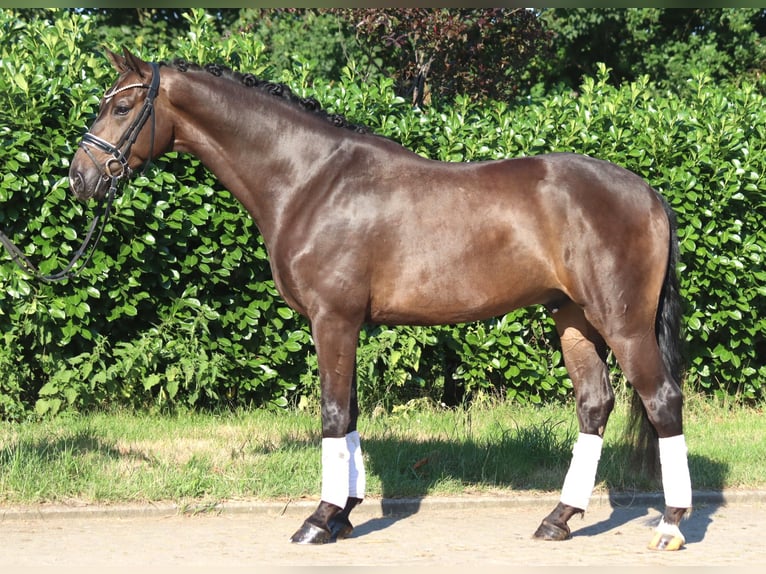 Hannover Castrone 4 Anni 164 cm Baio in Selsingen