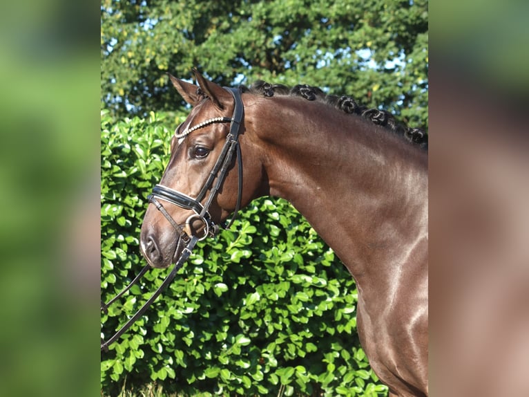 Hannover Castrone 4 Anni 164 cm Baio in Selsingen