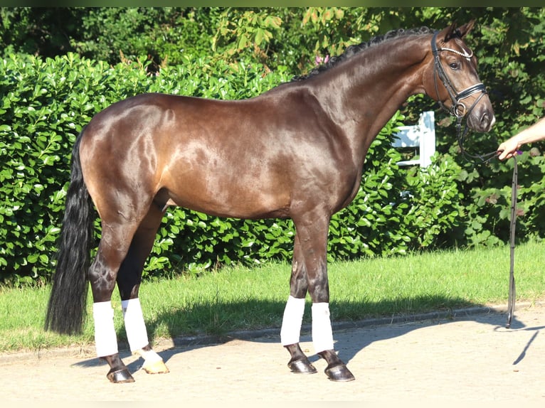 Hannover Castrone 4 Anni 164 cm Baio in Selsingen