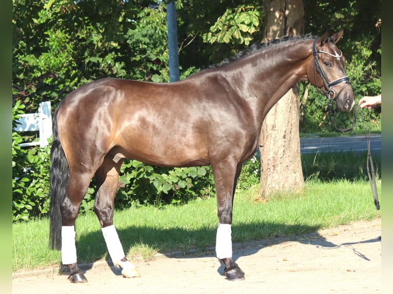Hannover Castrone 4 Anni 164 cm Baio in Selsingen