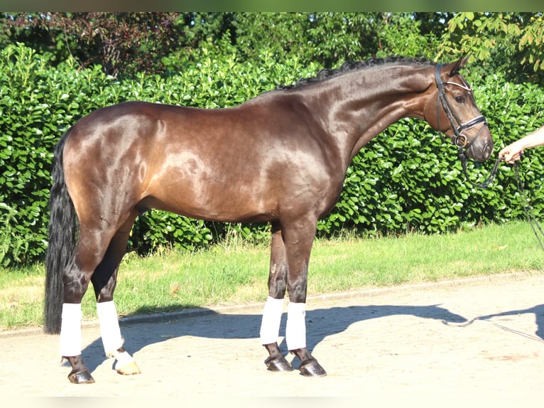 Hannover Castrone 4 Anni 164 cm Baio in Selsingen