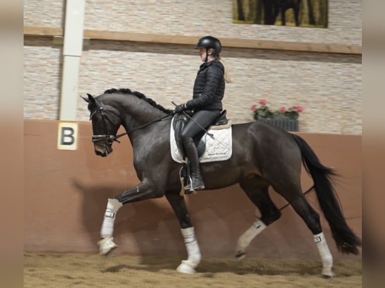 Hannover Castrone 4 Anni 164 cm Baio nero in Wehringen