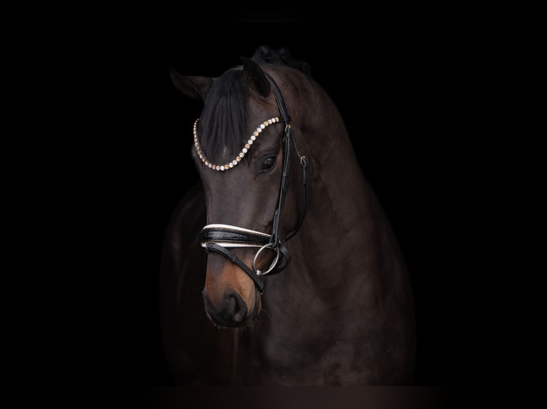 Hannover Castrone 4 Anni 164 cm Baio nero in Wehringen