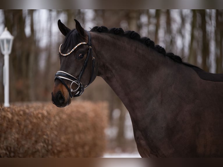 Hannover Castrone 4 Anni 164 cm Baio nero in Wehringen