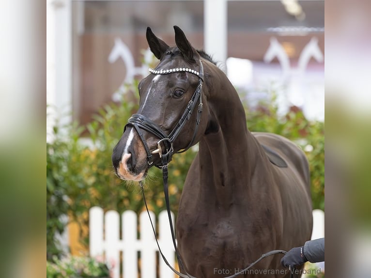 Hannover Castrone 4 Anni 164 cm Baio nero in Verden