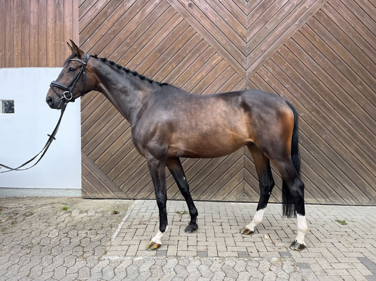 Hannover Castrone 4 Anni 164 cm Baio scuro in Mettmann