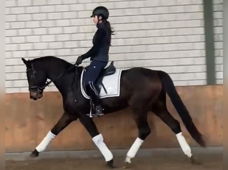 Hannover Castrone 4 Anni 164 cm Baio scuro in WürselenWürselen