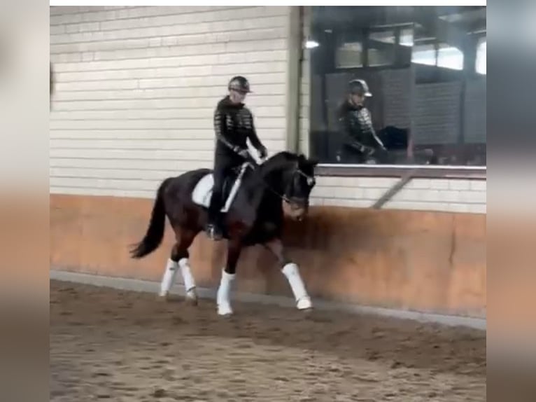 Hannover Castrone 4 Anni 164 cm Baio scuro in WürselenWürselen