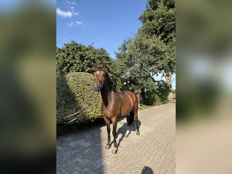 Hannover Castrone 4 Anni 164 cm Baio scuro in Ganderkesee