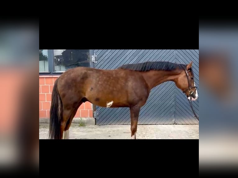 Hannover Castrone 4 Anni 164 cm Sauro in Winsen (Aller)