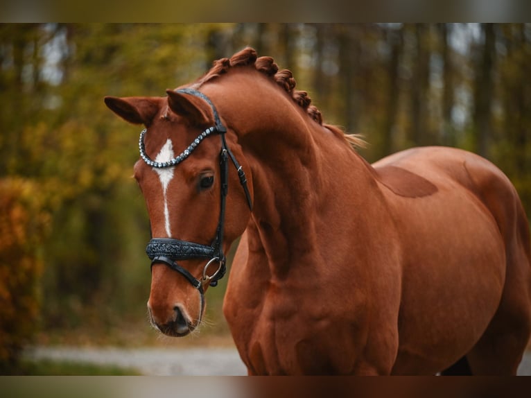 Hannover Castrone 4 Anni 164 cm Sauro in Wehringen