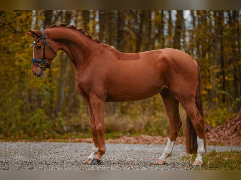 Hannover Castrone 4 Anni 164 cm Sauro in Wehringen