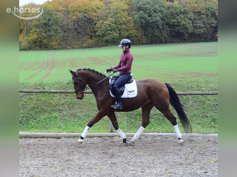 Hannover Castrone 4 Anni 165 cm Baio in Wellheim