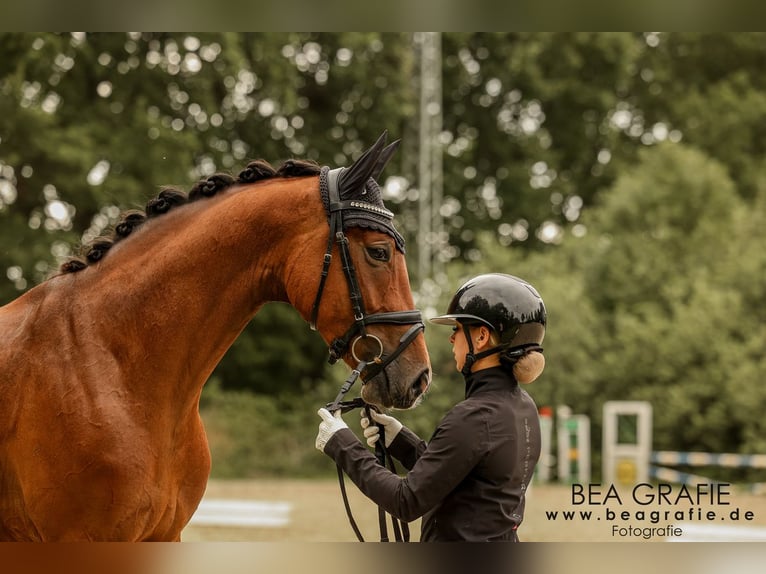 Hannover Castrone 4 Anni 165 cm Baio in Deinste
