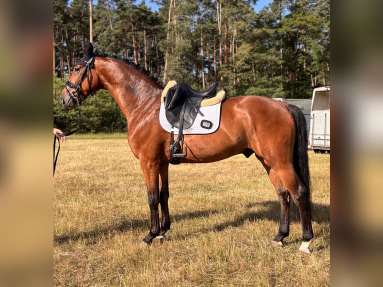 Hannover Castrone 4 Anni 165 cm Baio in Deinste