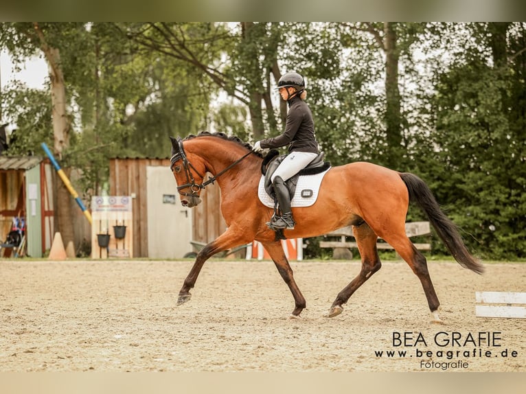 Hannover Castrone 4 Anni 165 cm Baio in Deinste