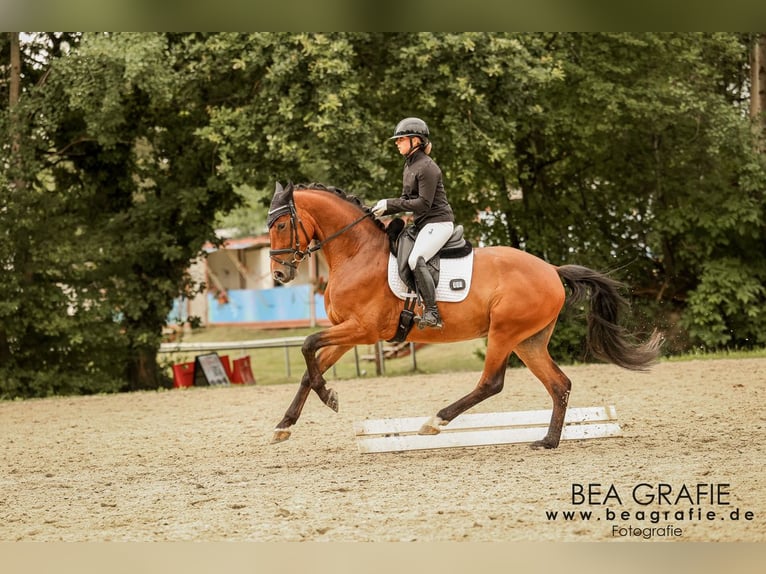 Hannover Castrone 4 Anni 165 cm Baio in Deinste