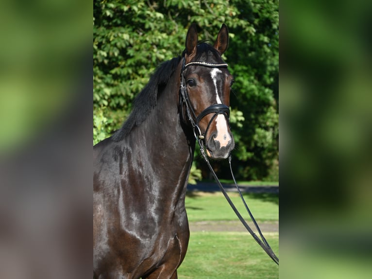 Hannover Castrone 4 Anni 165 cm Baio in Osten