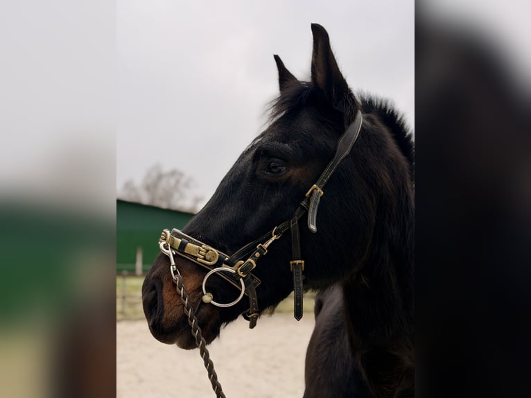 Hannover Castrone 4 Anni 165 cm Baio nero in Ronshausen