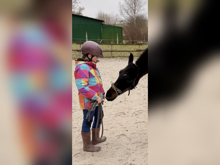 Hannover Castrone 4 Anni 165 cm Baio nero in Ronshausen