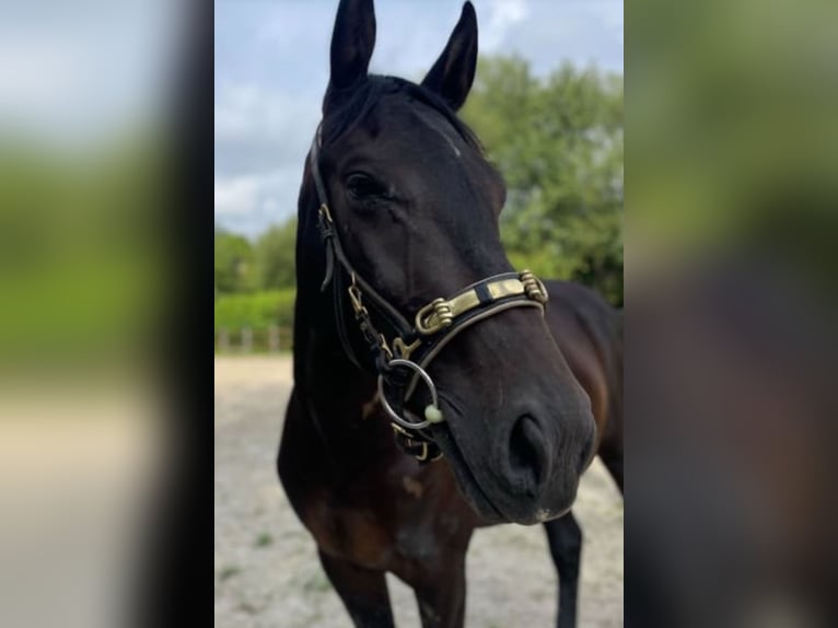 Hannover Castrone 4 Anni 165 cm Baio nero in Ronshausen