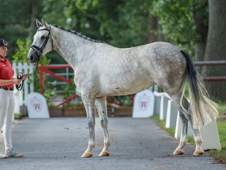 Hannover Castrone 4 Anni 165 cm Grigio in Münster